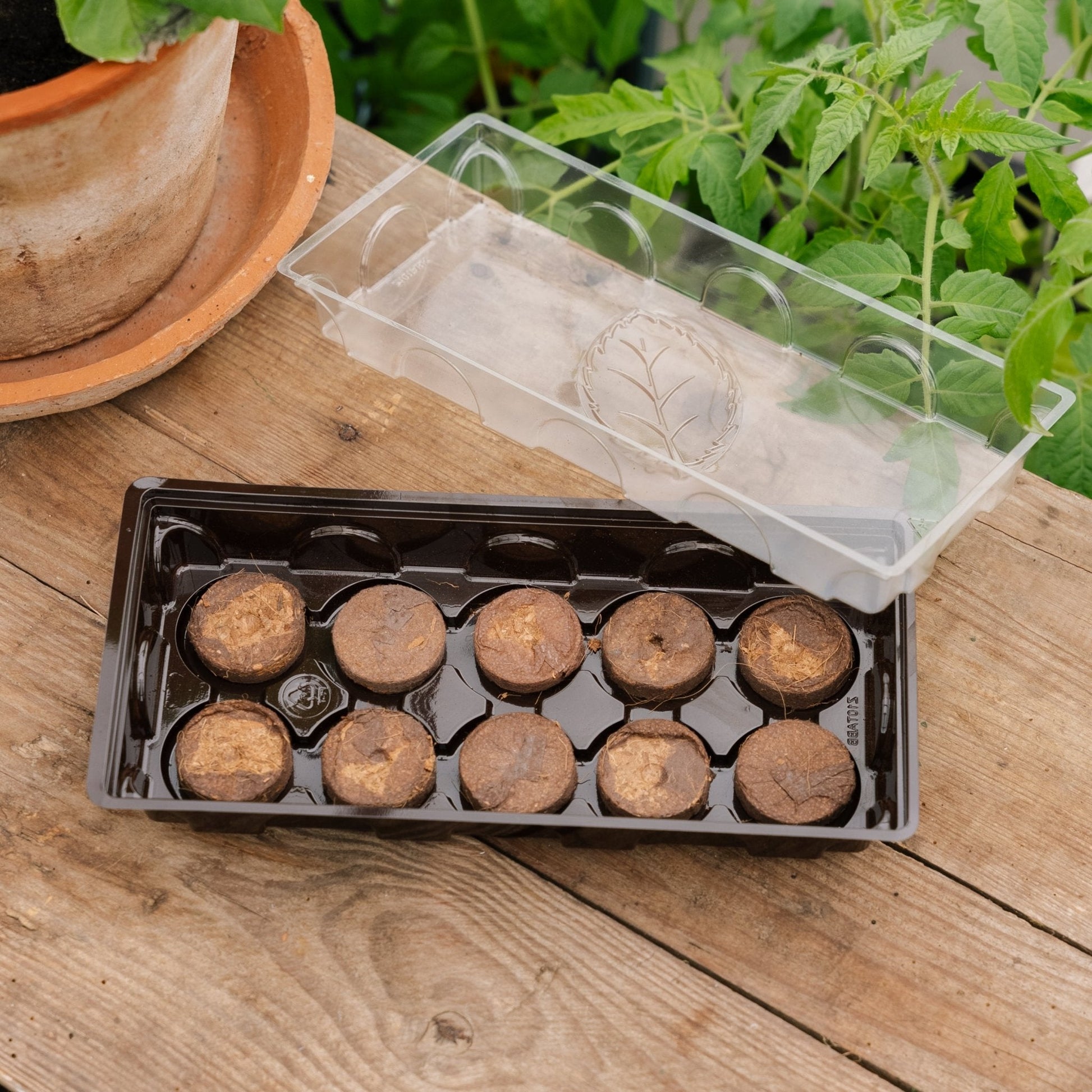 Minidrivhus med 10 kokosbriketter