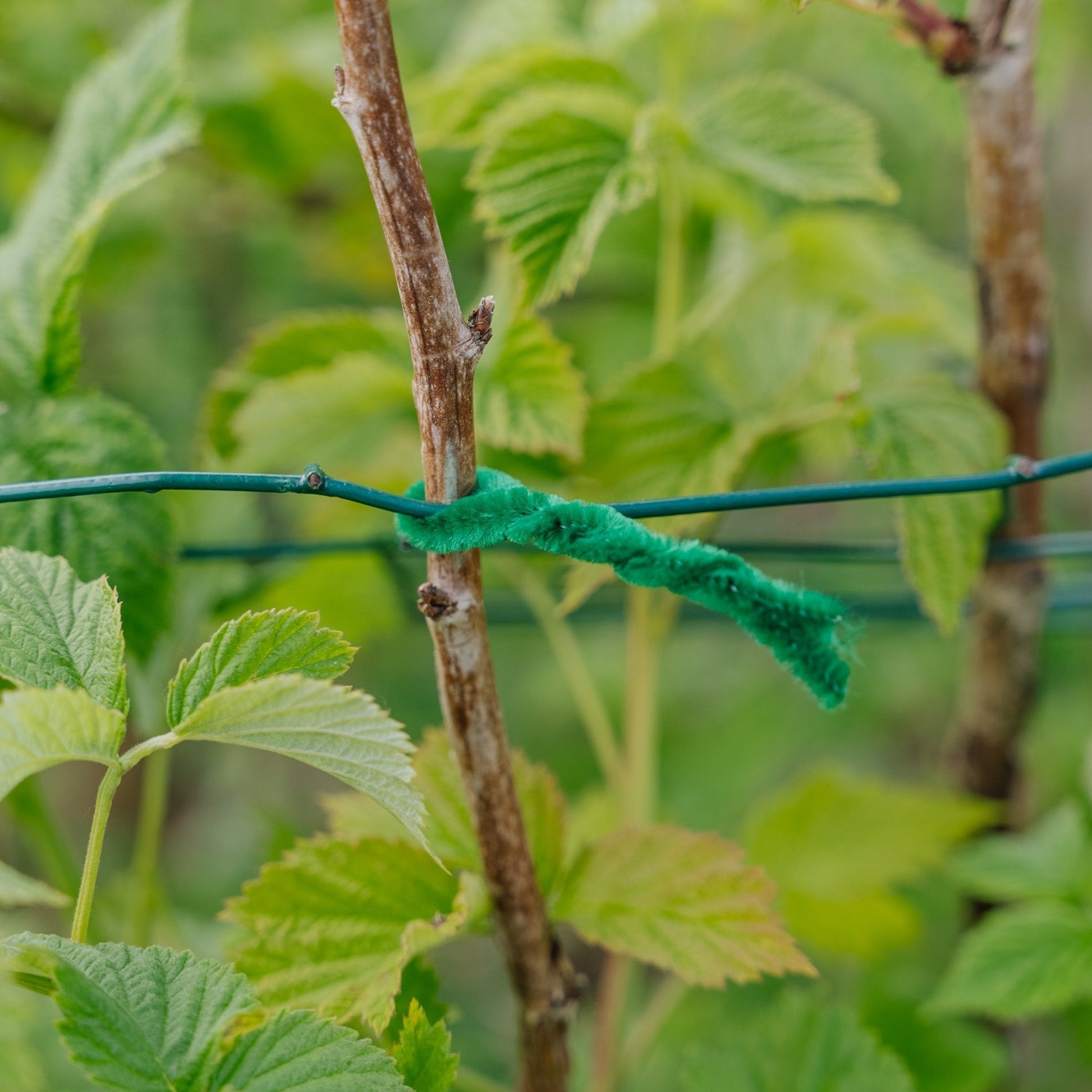 Myke twist bånd 15 cm, 50 stk.