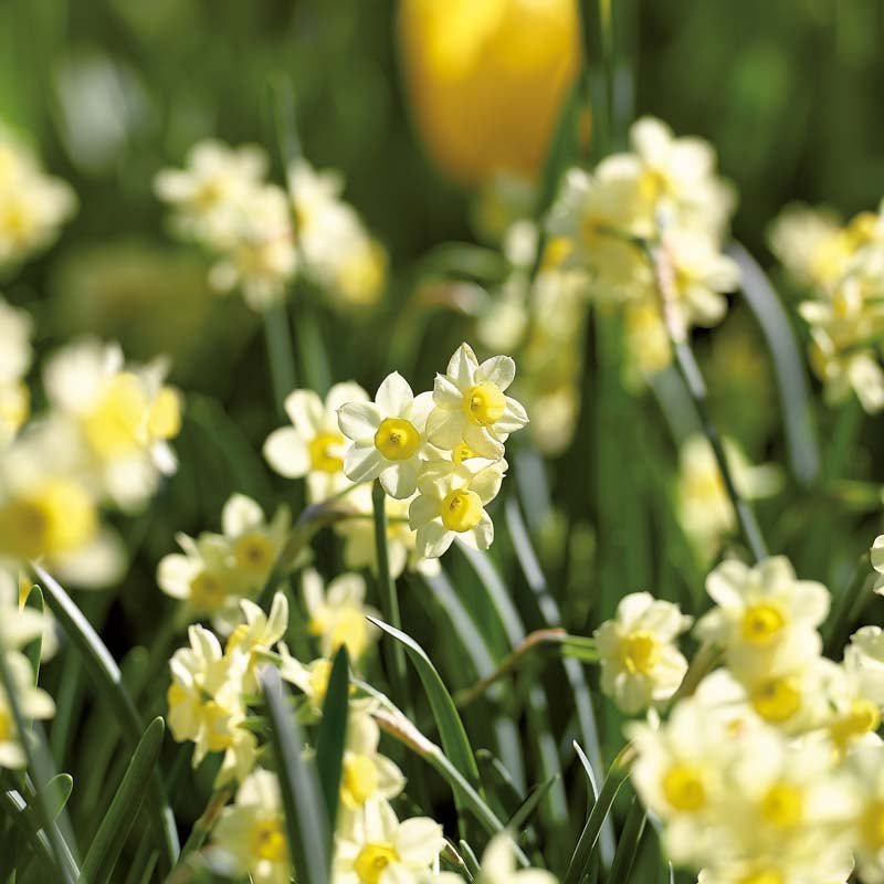 Narcissus 'Minnow'