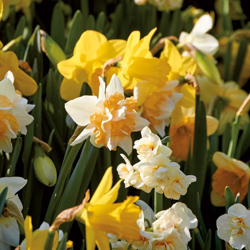 Narcissusblanding 'Mixed'