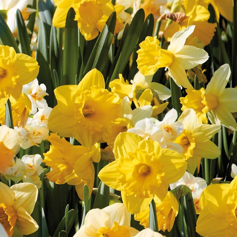 Narcissusblanding 'Storkronet Mix'