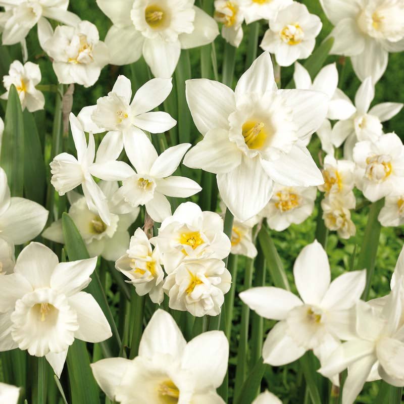 Narcissusblanding 'White Mixed'