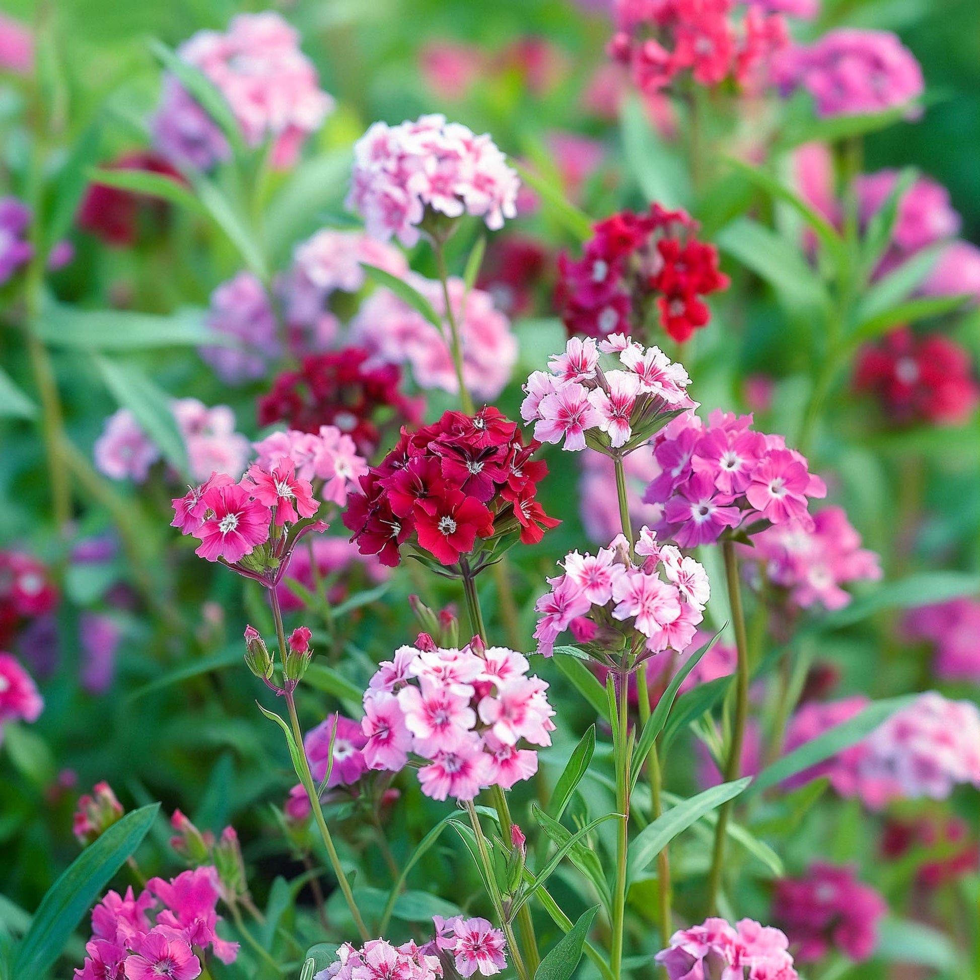 Nellik frø 'Sweet William' - 150 Økologiske Frø