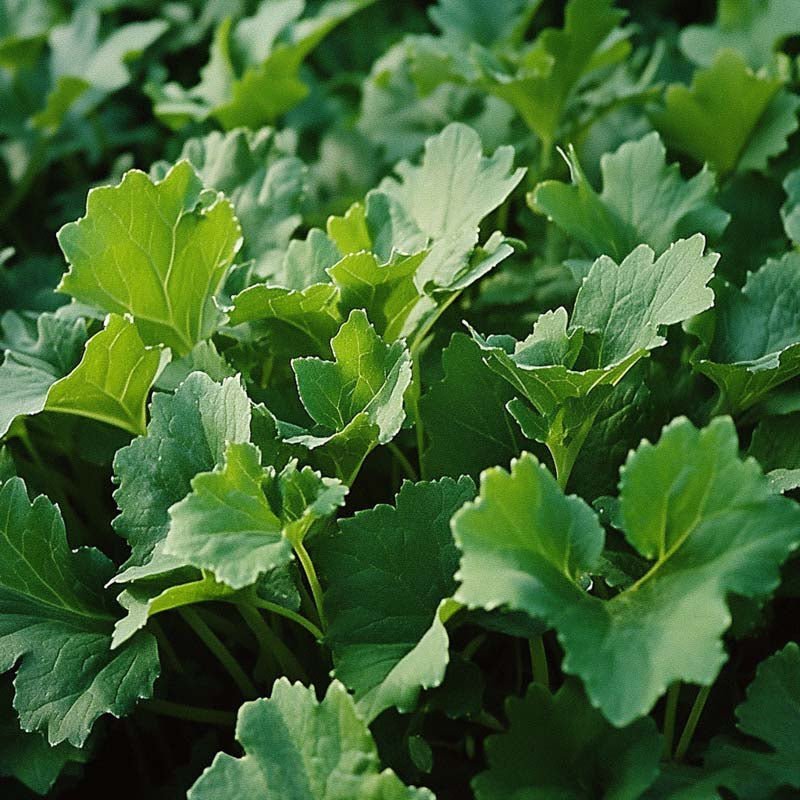 Nepe frø 'Namenia' - 1400 Økologiske Frø