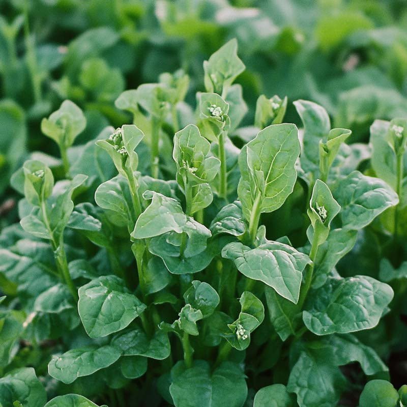 Nyzealandsk spinat frø - 75 Økologiske Frø