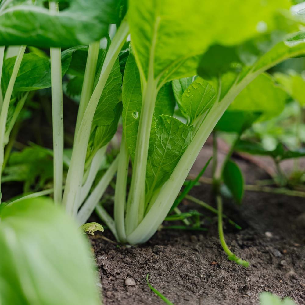 Pak Choi frø 'Taisai' - 50 Økologiske Frø