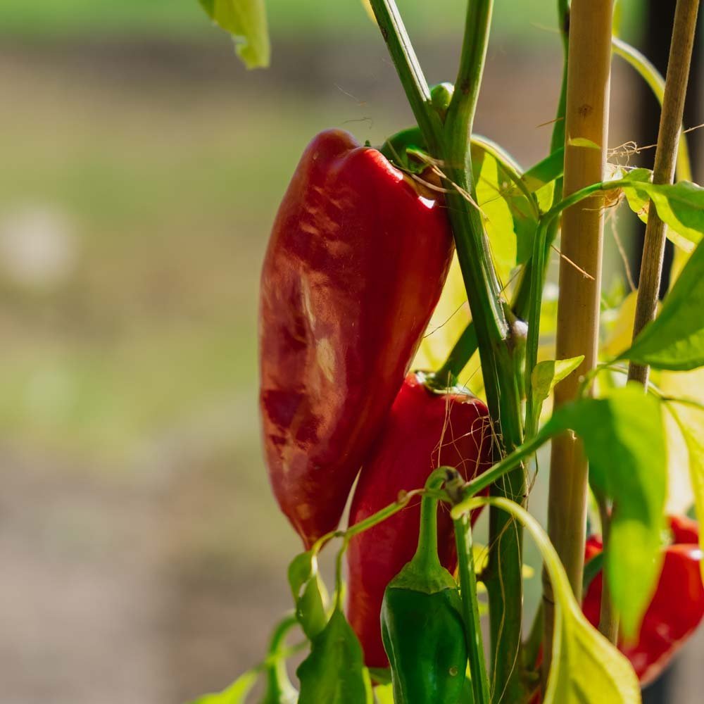 Paprika frø 'Jubilandska' - 10 Økologiske Frø