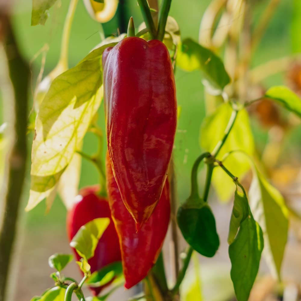 Paprika frø 'Jubilandska' - 10 Økologiske Frø