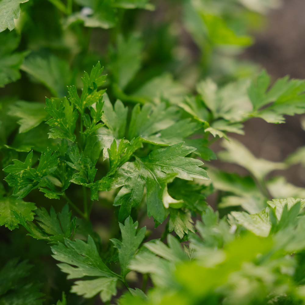 Persille frø 'Giant of Italy' - 200 Økologiske Frø