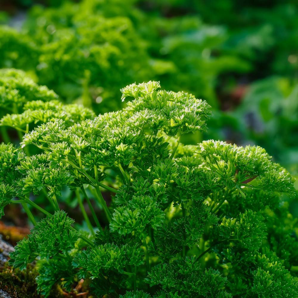 Persille frø 'Moss Curled 2' - 200 Økologiske Frø