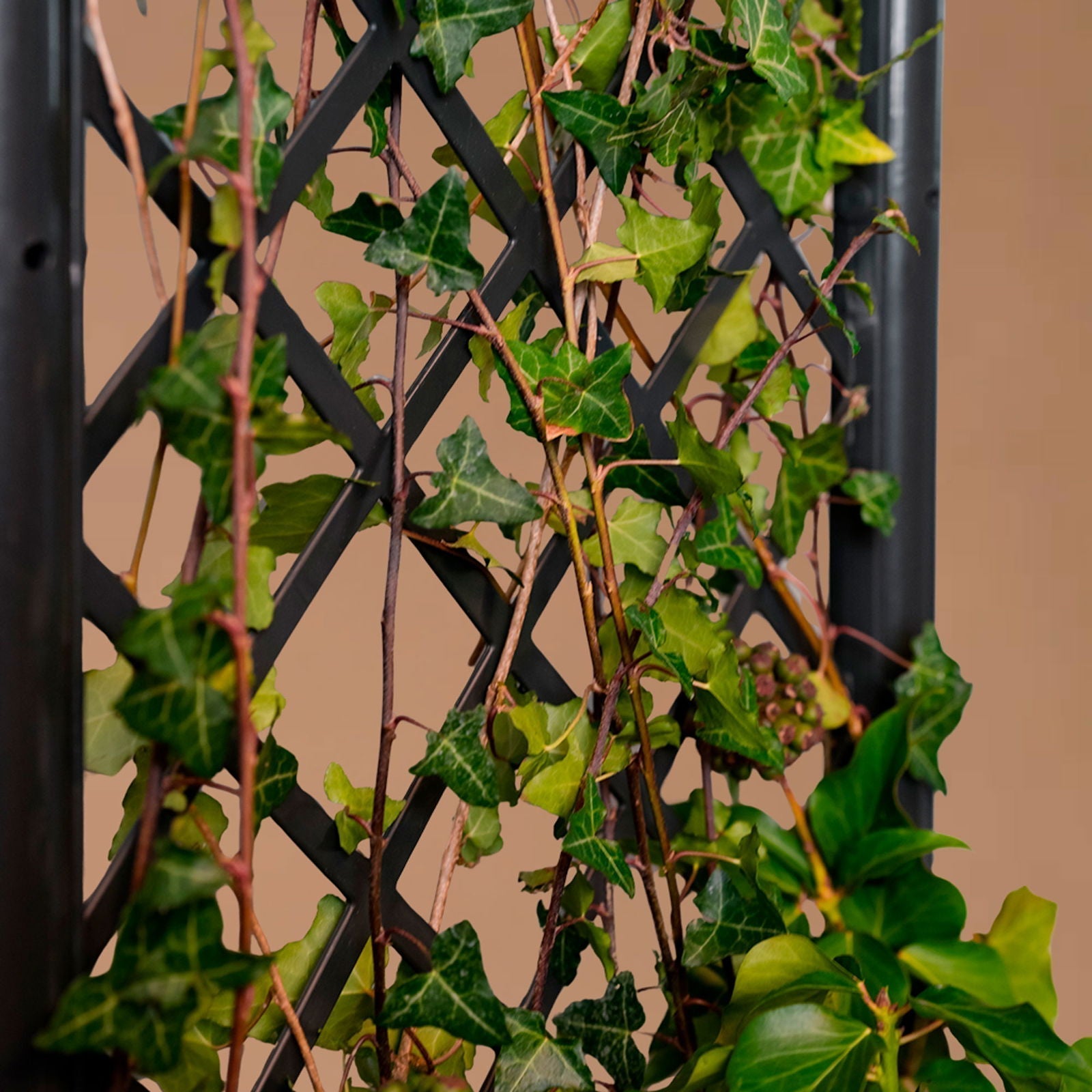 Plantekasse med espalier