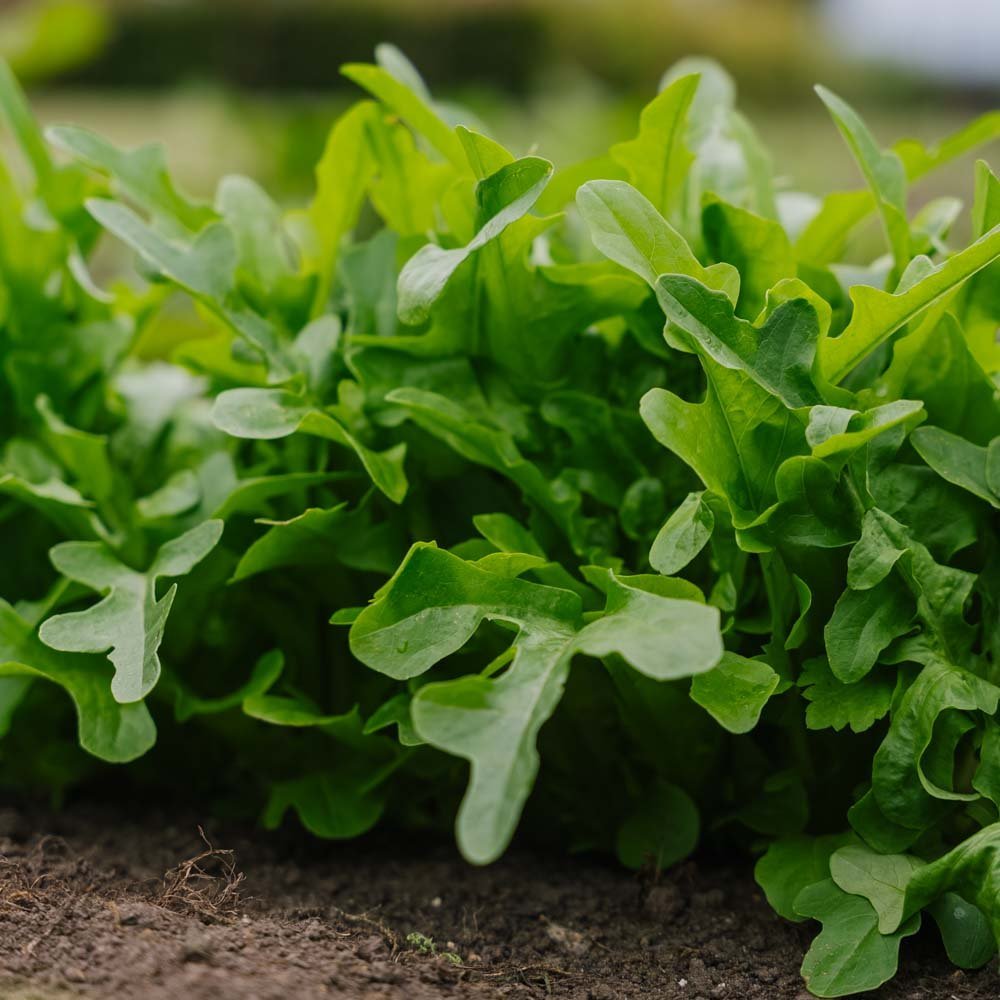 Plukksalat frø 'Catalogna' - 200 Økologiske Frø