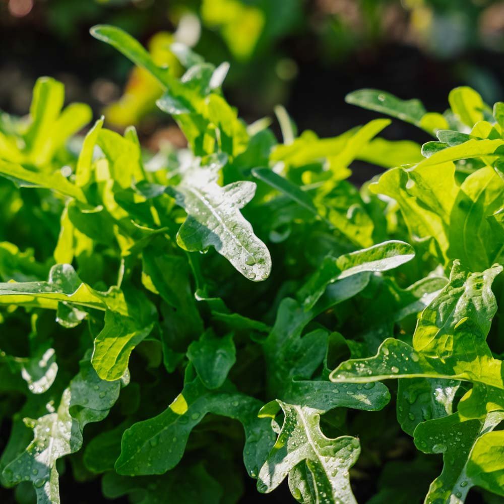 Plukksalat frø 'Catalogna' - 200 Økologiske Frø