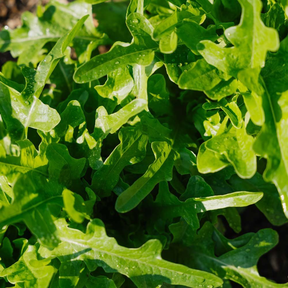 Plukksalat frø 'Catalogna' - 200 Økologiske Frø