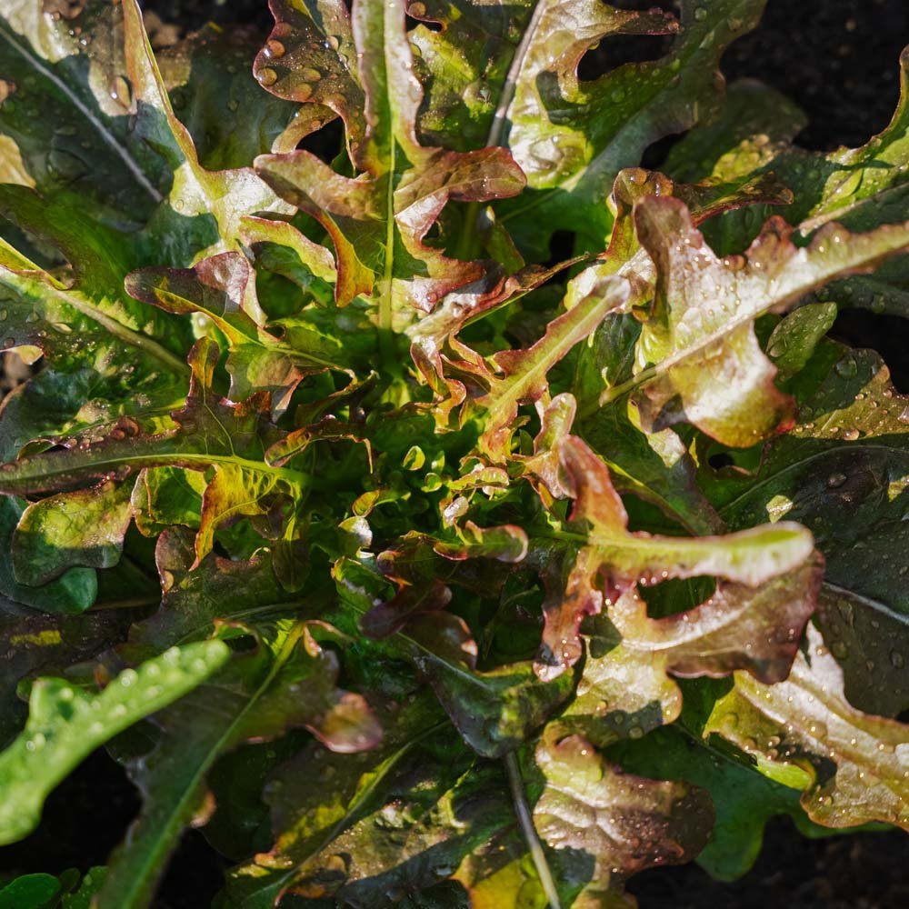 Plukksalat frø 'Cocarde' - 200 Økologiske Frø