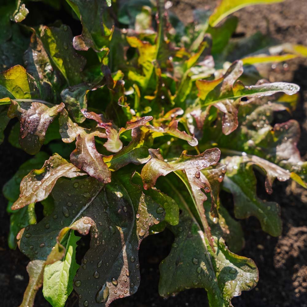 Plukksalat frø 'Cocarde' - 200 Økologiske Frø