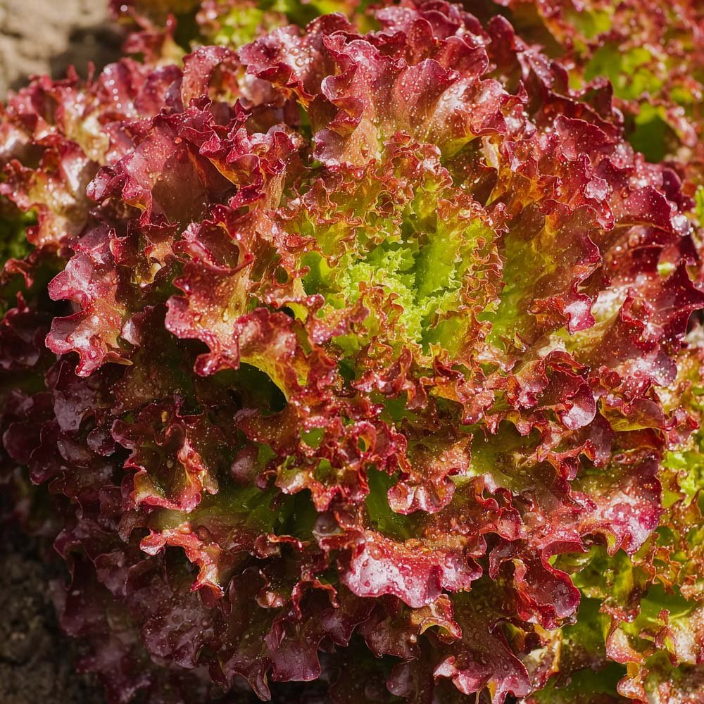 Plukksalat frø 'Lollo rossa' - 200 Økologiske Frø