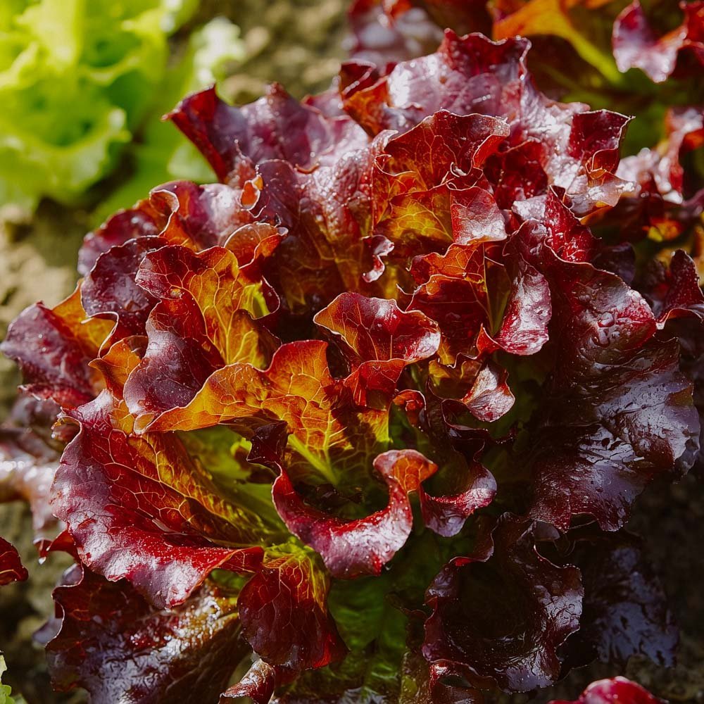 Plukksalat frø 'Red Salad Bowl' - 200 Økologiske Frø