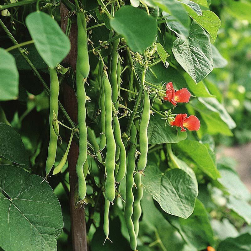 Prydbønne frø 'Lady Di' - 20 Økologiske Frø