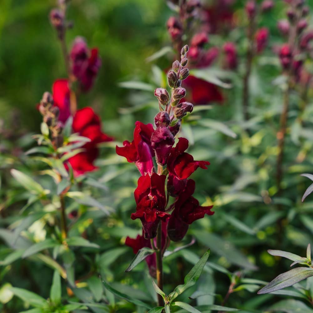 Prydløvemunn frø 'Black Prince' - 100 Økologiske Frø