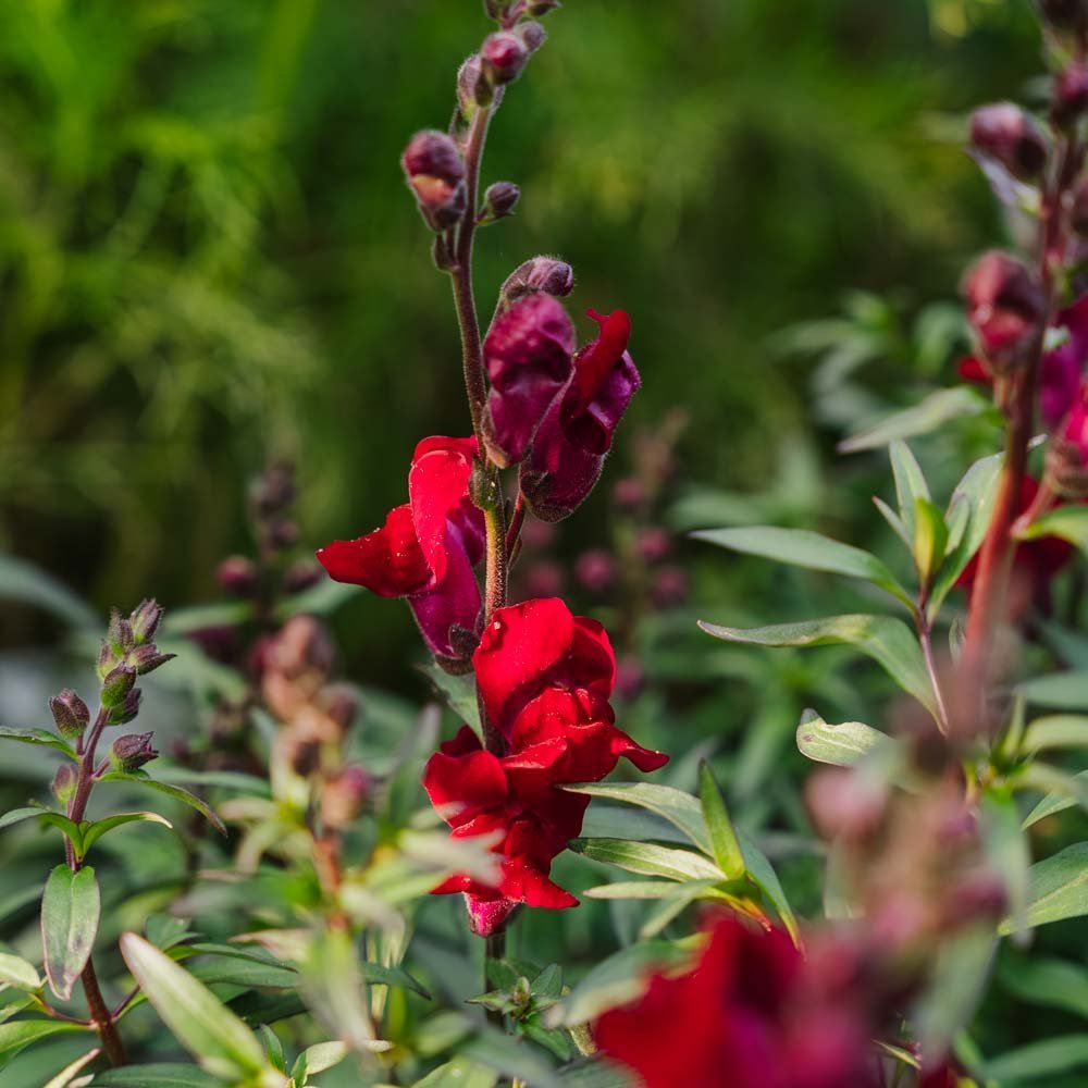 Prydløvemunn frø 'Black Prince' - 100 Økologiske Frø