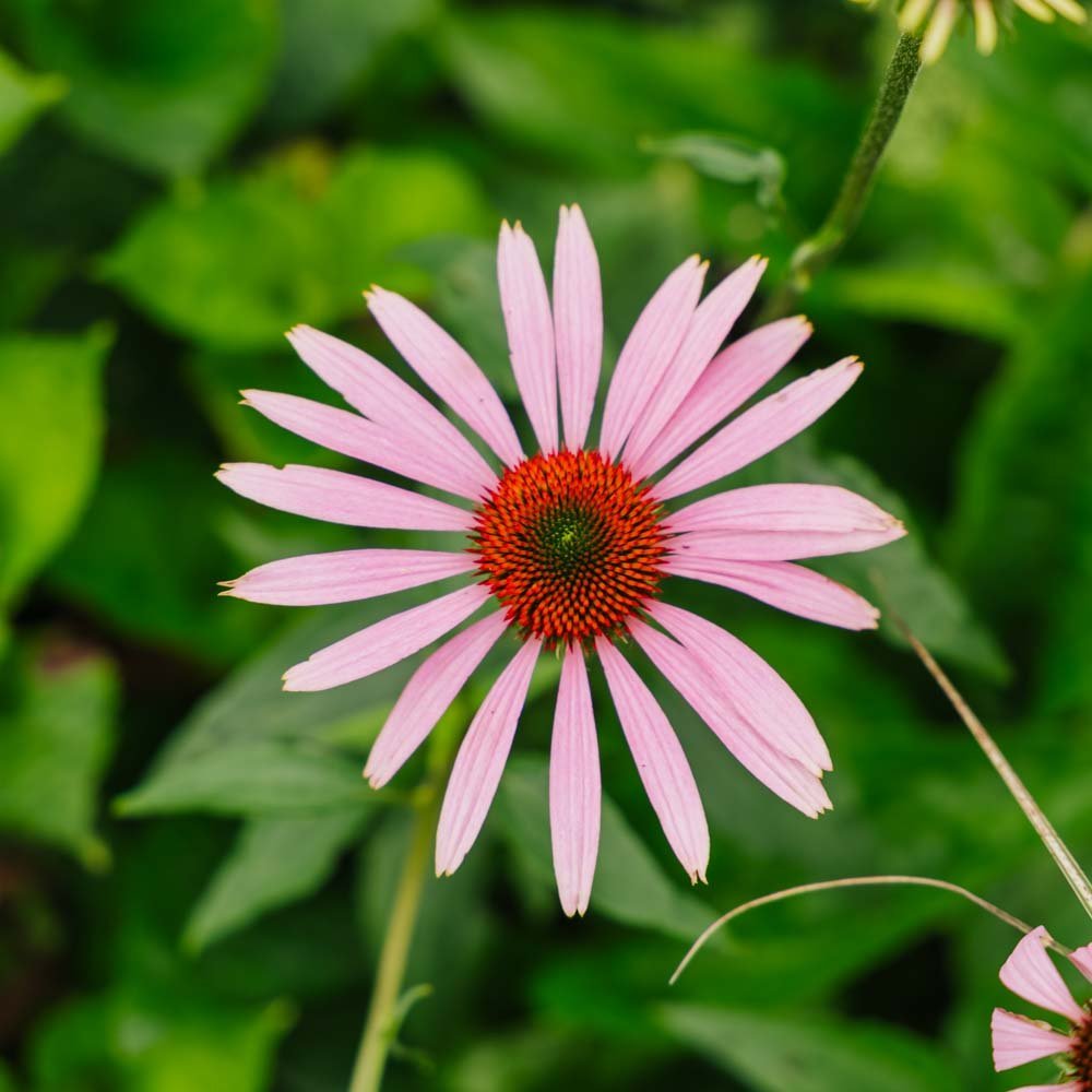 Purpursolhatt frø - 90 Økologiske Frø