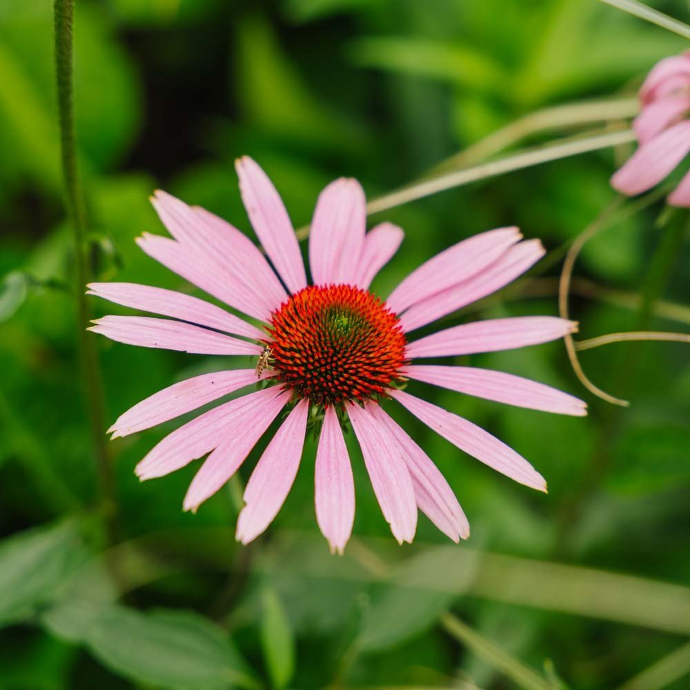 Purpursolhatt frø - 90 Økologiske Frø