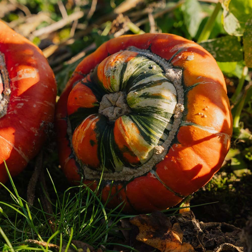 Pyntegresskar frø 'Bischofsmütze' - 5 Økologiske Frø