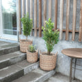 Rattan plantekurv i natur, 3 stk