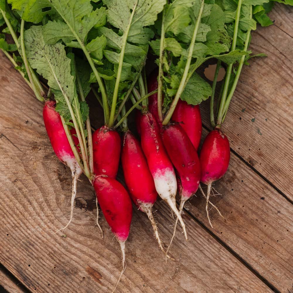 Reddik frø 'French Breakfast 2' - 50 Økologiske Frø