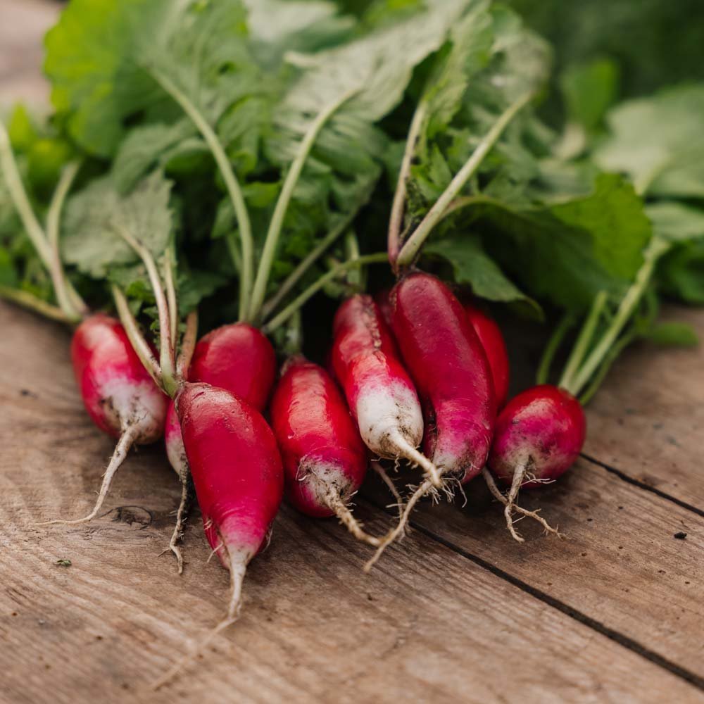 Reddik frø 'French Breakfast 2' - 50 Økologiske Frø