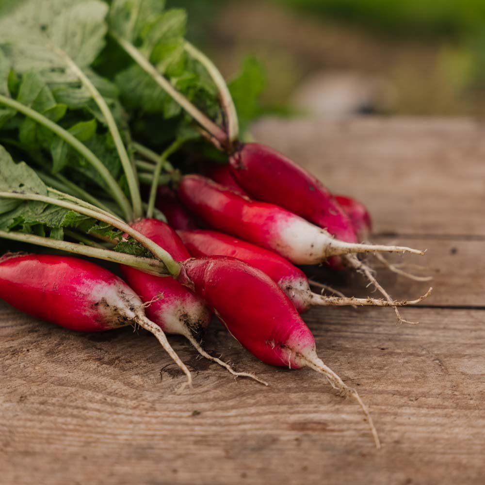 Reddik frø 'French Breakfast 2' - 50 Økologiske Frø