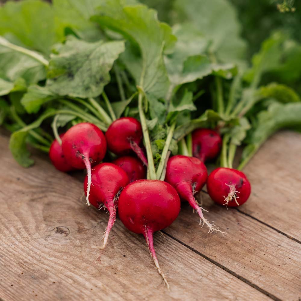 Reddik frø 'Rudi' - 50 Økologiske Frø