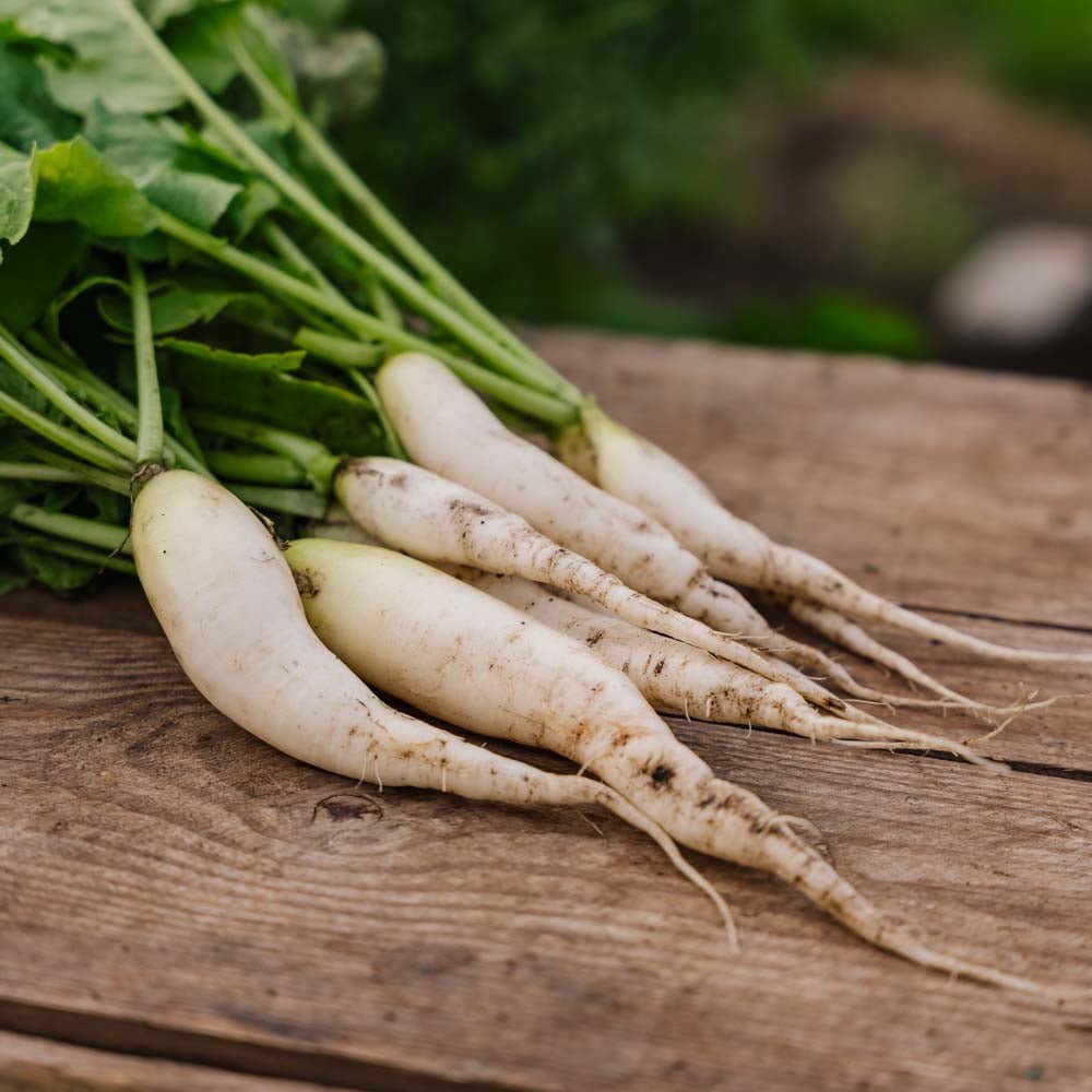 Reddik frø 'White Icicle' - 50 Økologiske Frø