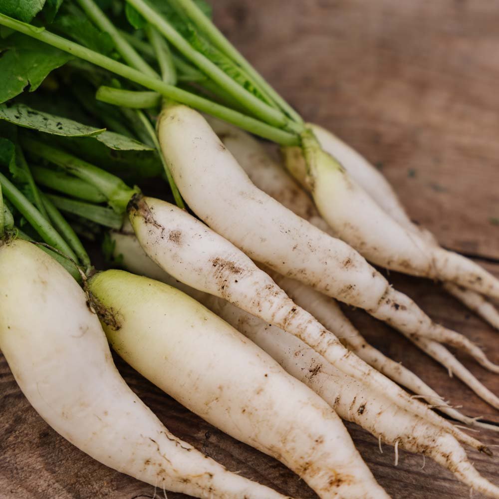 Reddik frø 'White Icicle' - 50 Økologiske Frø