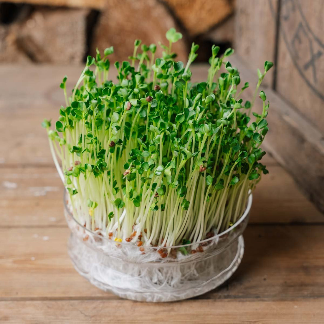 Reddik Spirefrø - 800 Økologiske Frø