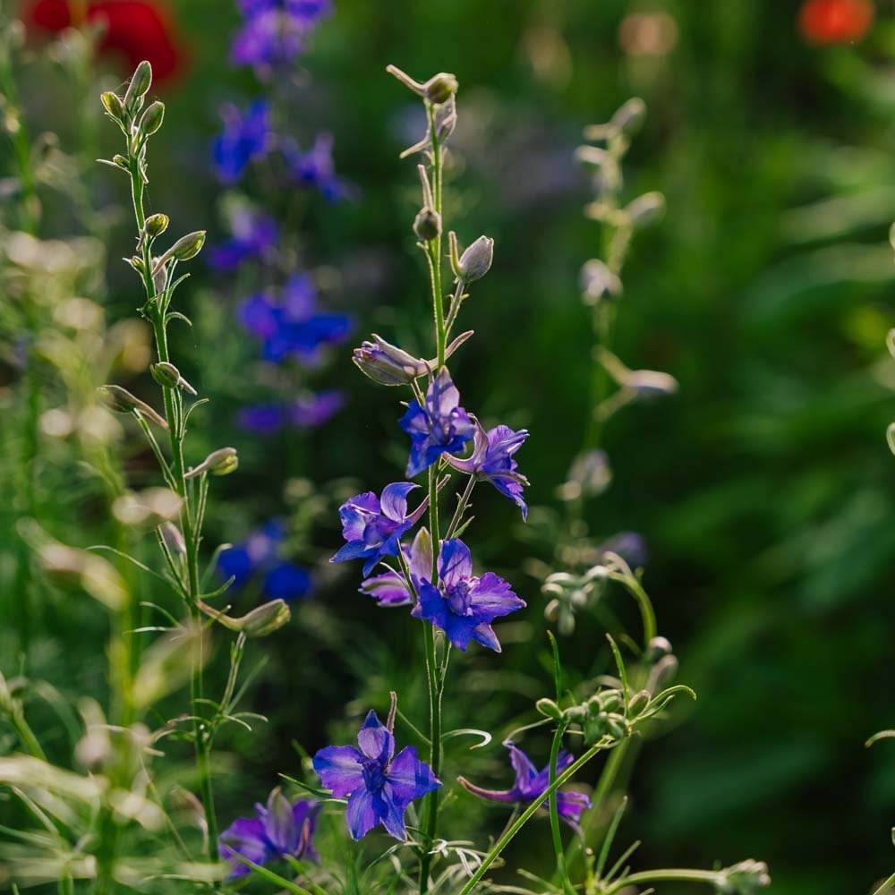 Ridderspore frø 'Doubtful Knight' - 200 Økologiske Frø