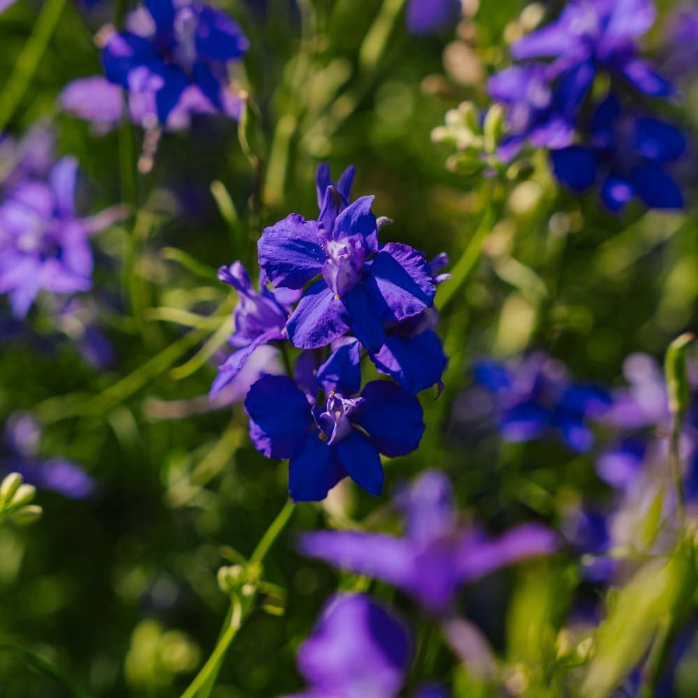 Ridderspore frø 'Doubtful Knight' - 200 Økologiske Frø