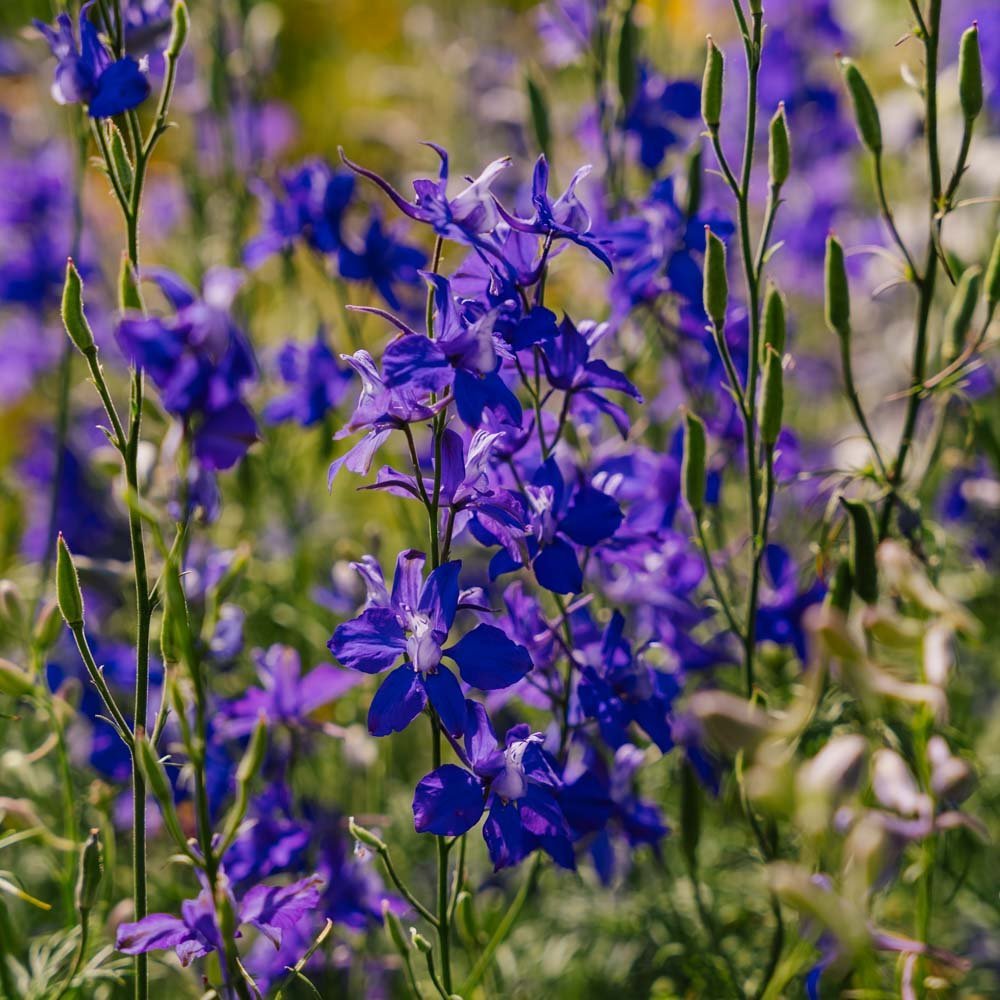 Ridderspore frø 'Doubtful Knight' - 200 Økologiske Frø