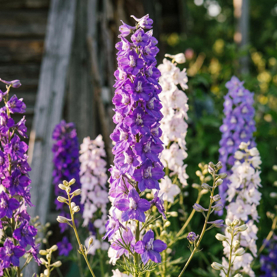 Riddersporefrø 'Larkspur' - 90 Økologiske frø