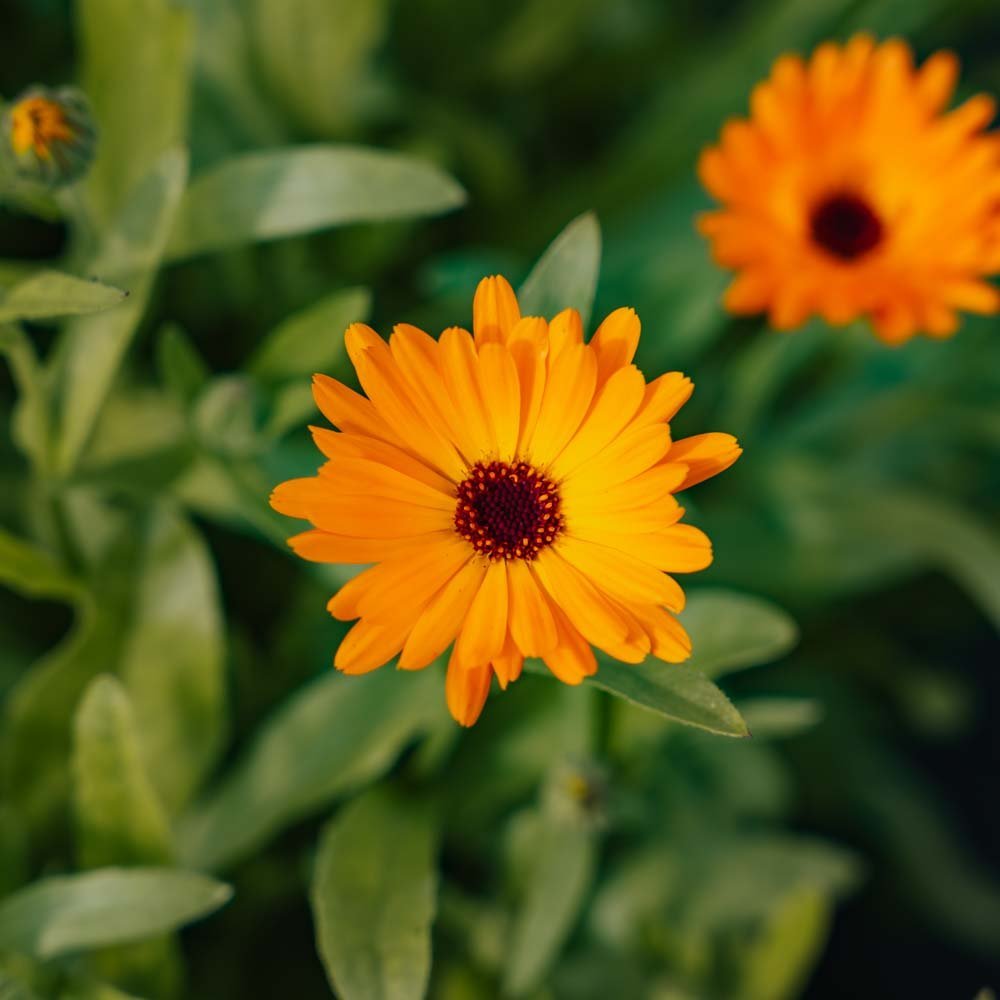 Ringblomst frø - 70 Økologiske Frø