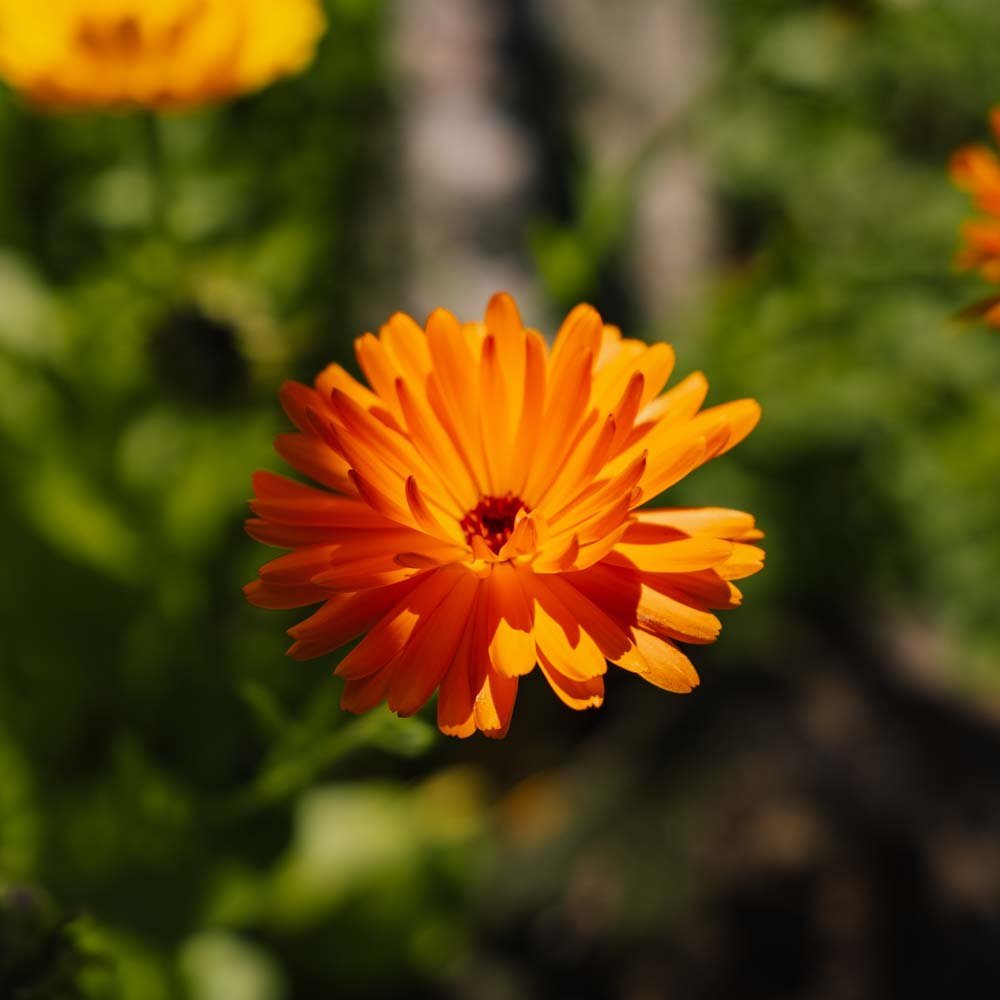 Ringblomst frø - 70 Økologiske Frø