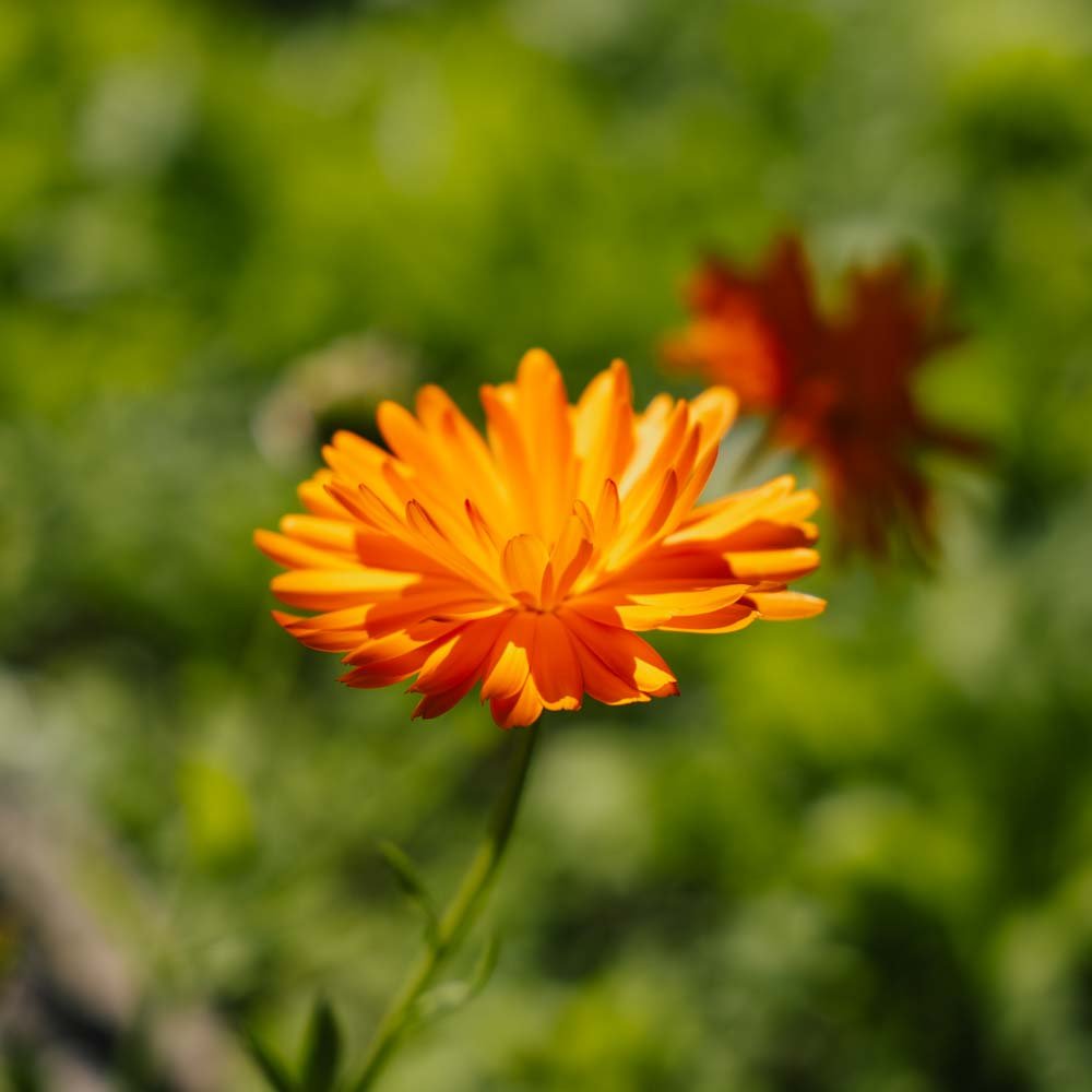 Ringblomst frø - 70 Økologiske Frø