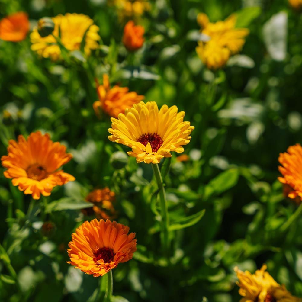 Ringblomst frø 'Mix' - 70 Økologiske Frø