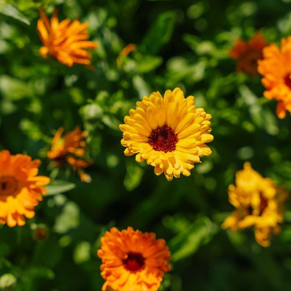 Ringblomst frø 'Mix' - 70 Økologiske Frø