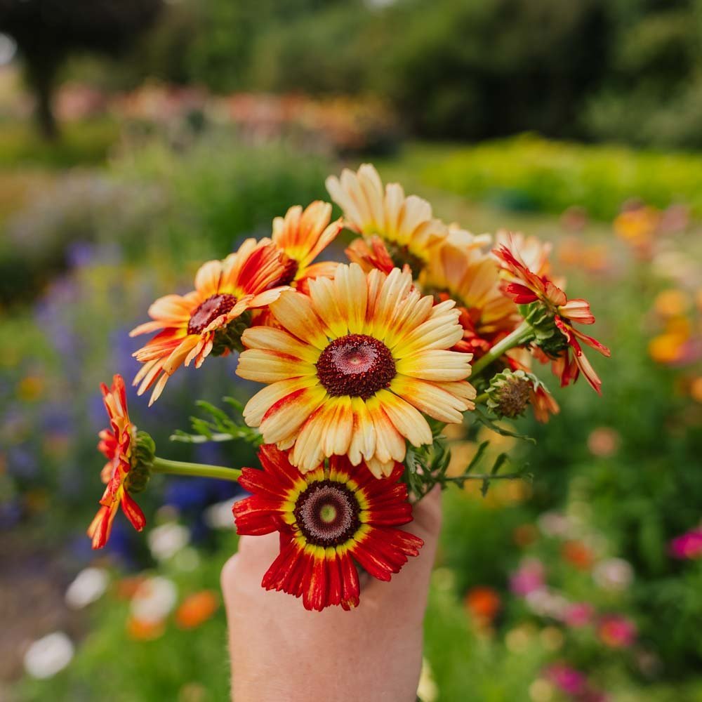 Ringkrage frø 'Mix' - 250 Økologiske Frø