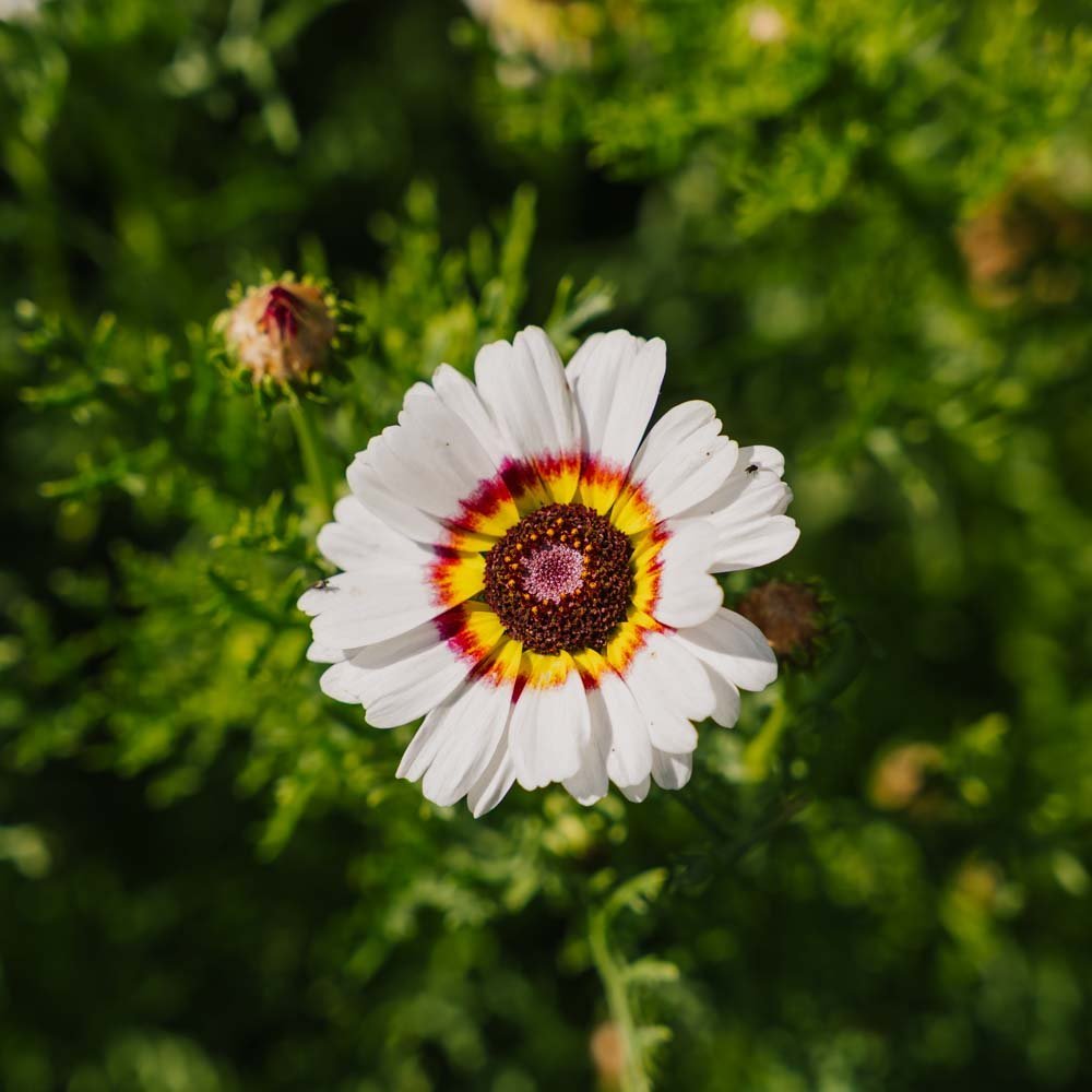 Ringkrage frø 'Mix' - 250 Økologiske Frø