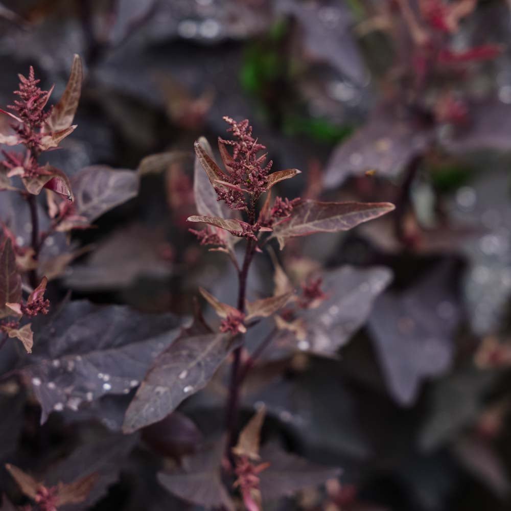 Rød hagemelde frø - 100 Økologiske Frø