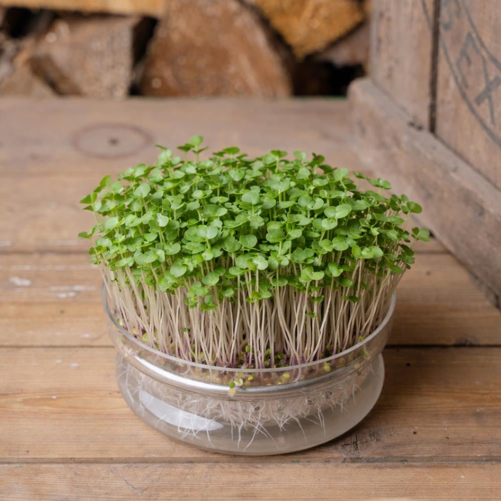 Rød russisk grønnkål Spirefrø - 5000 Økologiske frø