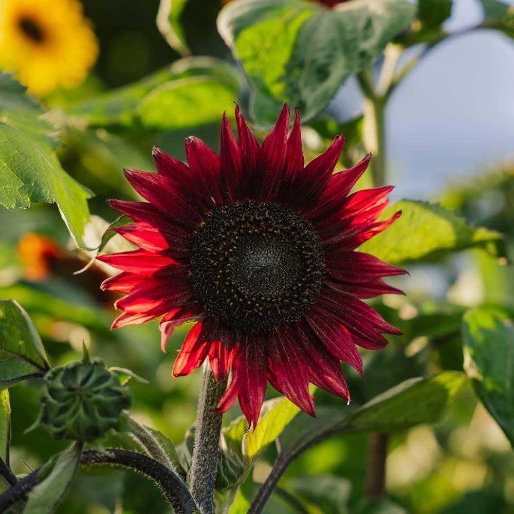 Rød solsikke medium - 20 Økologiske Frø
